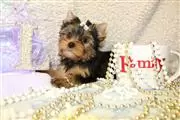 Yorkie Puppy en Lexington