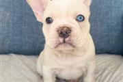 $3000 : Cachorros Bulldog Francés thumbnail