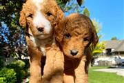 $500 : Se venden cachorros goldendood thumbnail