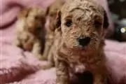 toy poodle puppie