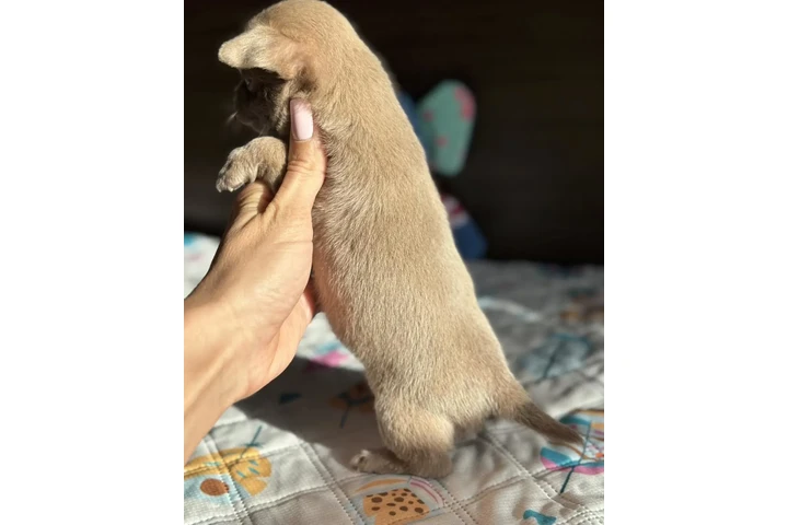 $500 : Chihuahua puppies image 4