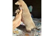 $500 : Chihuahua puppies thumbnail