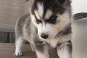 $350 : Meadows Siberian Husky puppies thumbnail