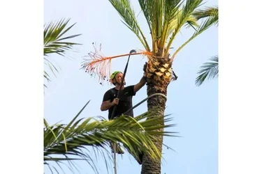 Cuidamos tus árboles en Los Angeles