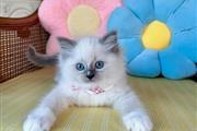 Gatitas Ragdoll hembras en Long Island