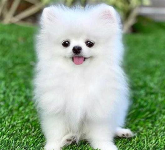 $350 : Cachorros Pomerania en venta image 1