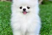 Cachorros Pomerania en venta en New Orleans