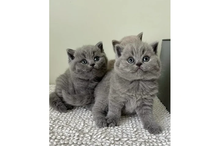 $350 : British Shorthair Kittens image 3