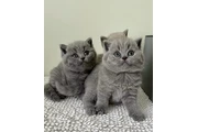 $350 : British Shorthair Kittens thumbnail