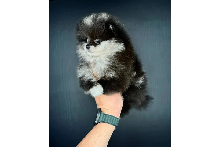 $350 : Cachorros de Pomerania image 1