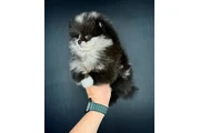 $350 : Cachorros de Pomerania thumbnail