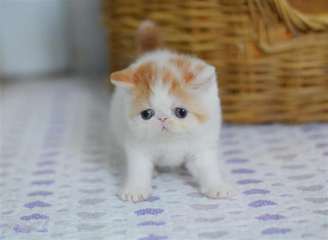 $300 : Lenovo Kittens image 1