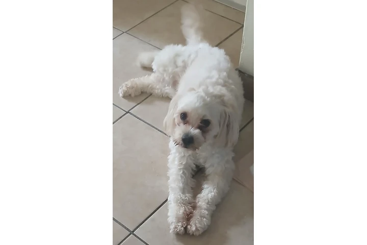 $10 : Dar en adopción perrita gratis image 1