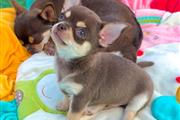 $250 : Chihuahua puppies for sale thumbnail