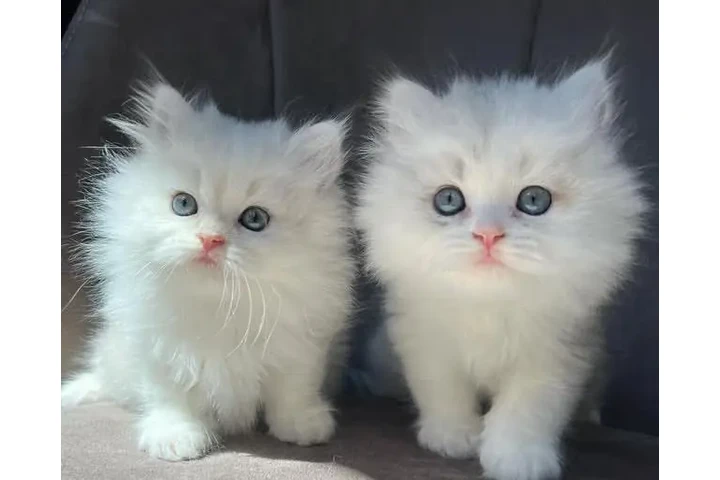 $310 : White Persian Kitten Available image 1