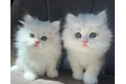 White Persian Kitten Available en Miami