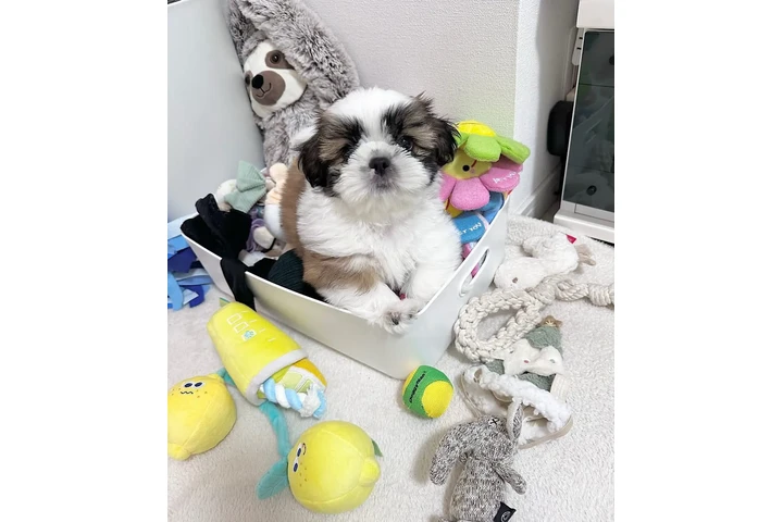 $350 : Cachorros Shihtzu en venta image 6