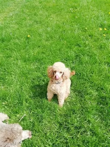 FEMALE TOY POODLE PUP image 2