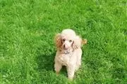 FEMALE TOY POODLE PUP thumbnail