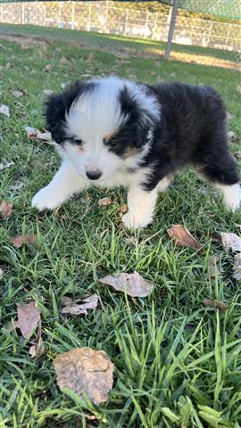 mini Australian shepherd pup image 3