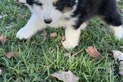 mini Australian shepherd pup thumbnail