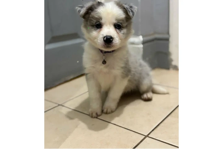 Pure Border Collie Puppie💗 image 3