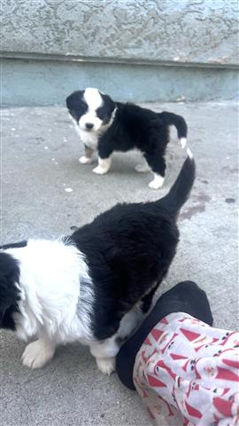 mini Australian shepherd pup image 5