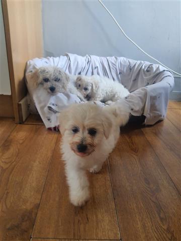 $800 : Adorable Maltese Puppies image 3