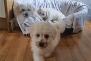 $800 : Adorable Maltese Puppies thumbnail