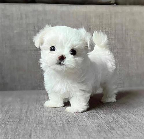 $210 : Teacupspuppies image 1