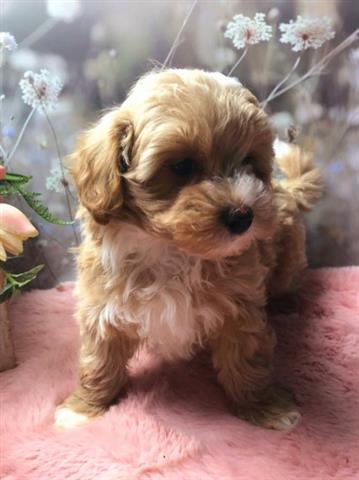 $500 : Maltipoo Puppy image 1