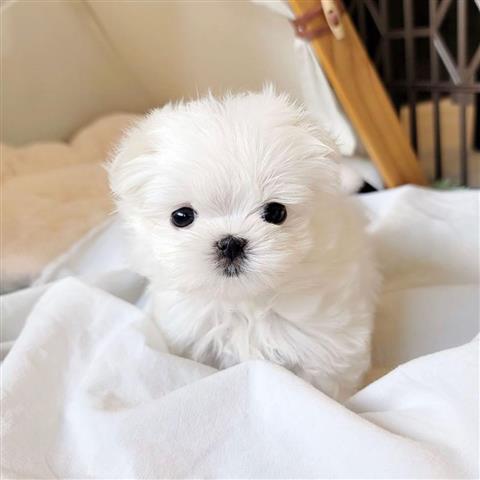 $320 : Mini maltese puppies available image 4