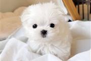 $320 : Mini maltese puppies available thumbnail