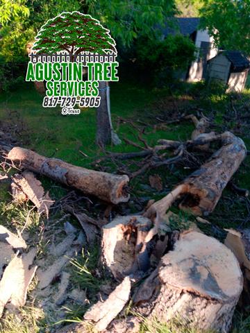 TREE SERVICE 🌳 🔺20 y XP image 2