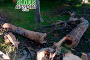 TREE SERVICE 🌳 🔺20 y XP thumbnail