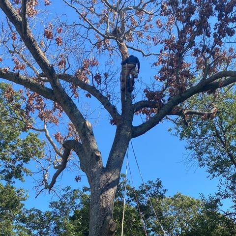 PROFESSIONAL TREE SERVICES image 2