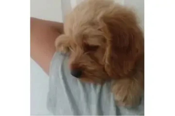 $150 : Cocker Spaniel need 🏠 and♥️ image 6
