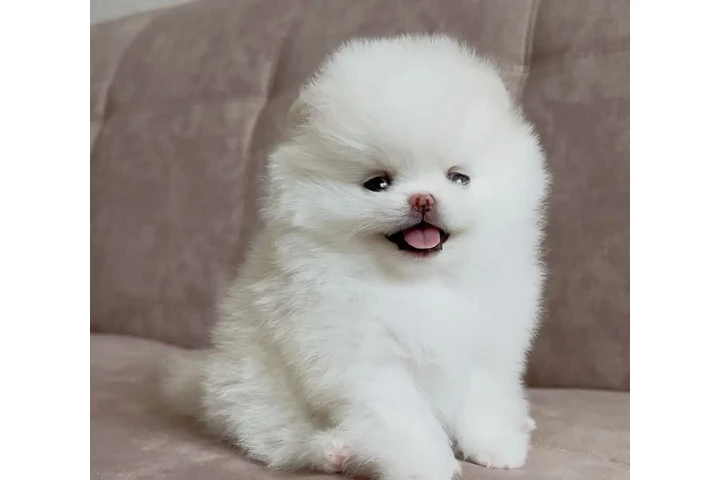 $350 : cachorros pomerania image 3