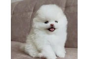 $350 : cachorros pomerania thumbnail