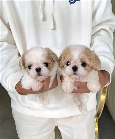 $300 : Maltipoo puppy for adoption image 1