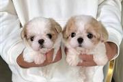 Maltipoo puppy for adoption en Atlanta