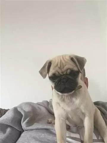 $550 : Pug Puppies image 1