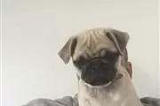 Pug Puppies en Portland ME