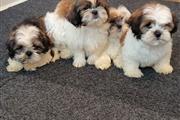 Adorable Shih Tzu Puppies en Santa Barbara