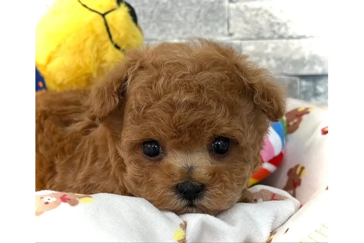 $580 : Caniche toy image 1