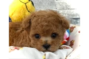 Caniche toy en Los Angeles