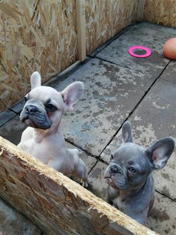 $420 : French Bulldog puppies Availab image 1