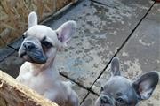 French Bulldog puppies Availab en Los Angeles