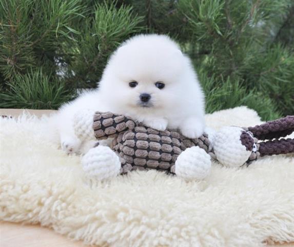 $400 : Pomeranian Puppy Ready image 3