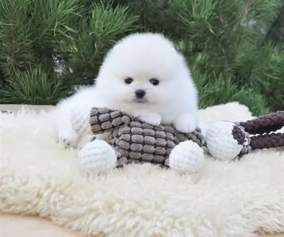 $300 : Teacup Pomeranian Puppy Ready image 2